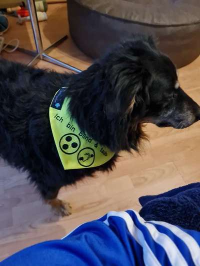 Dogorama Fan-Artikel und Merchandise-Beitrag-Bild