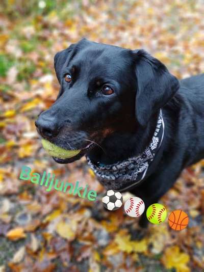 Dogorama Photo Challenge - Lieblingsspielzeug!-Beitrag-Bild