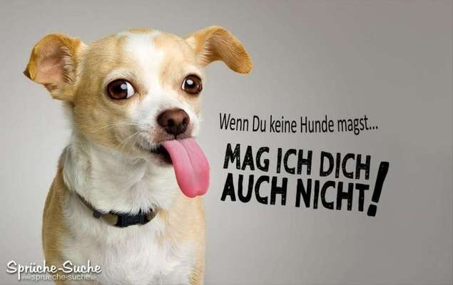 Hundesprüche-Beitrag-Bild