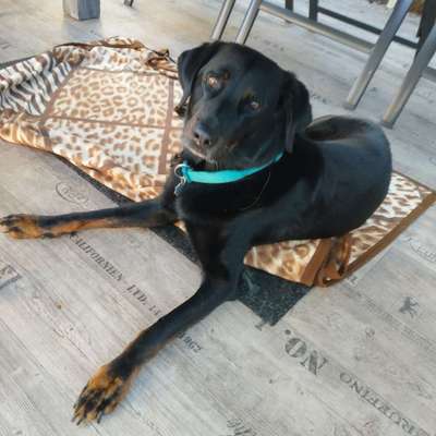 Seltene Rassen!-Beitrag-Bild