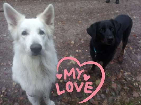 FOTOCHALLENGE 68: Dein Hund und sein bester Freund-Beitrag-Bild