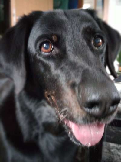 Fotochallenge Nr. 59 - Mein Hund zeigt die Zunge-Beitrag-Bild