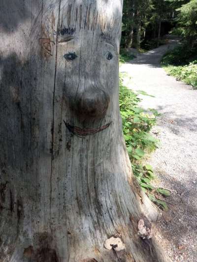 Bäume mit Gesicht-Beitrag-Bild