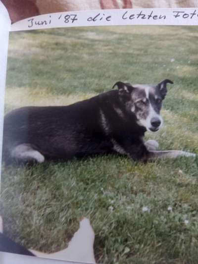 Fotochallenge Nr. 56 - geliebte Senioren-Beitrag-Bild