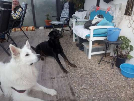 Bester Freund, Hundekumpel - zeigt her!-Beitrag-Bild