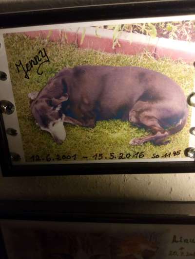 Fotochallenge Nr. 56 - geliebte Senioren-Beitrag-Bild