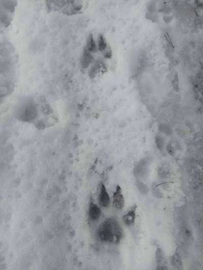 Eure schönsten Urlaubsfotos mit euren Lieblingen auf vier Pfoten-Beitrag-Bild