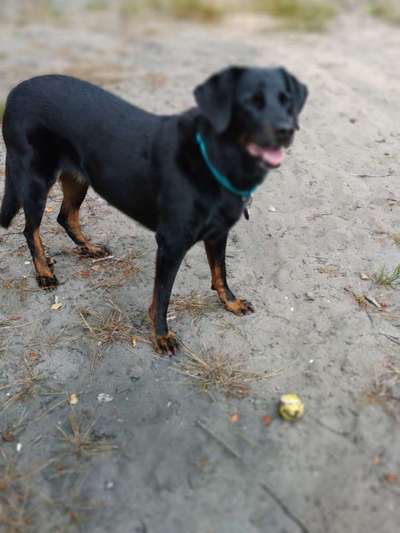 Welpen Bilder !-Beitrag-Bild