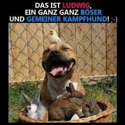 Wesenstest Listenhund Bundesländer und co-Beitrag-Bild