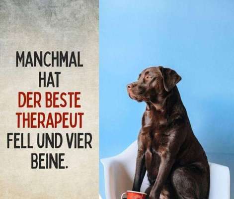 Hundesprüche-Beitrag-Bild