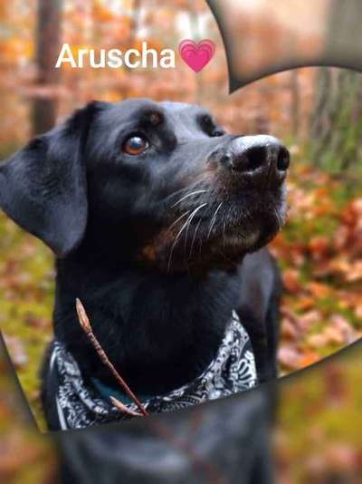 Dogorama Photo Challenge - Tre Chic!-Beitrag-Bild