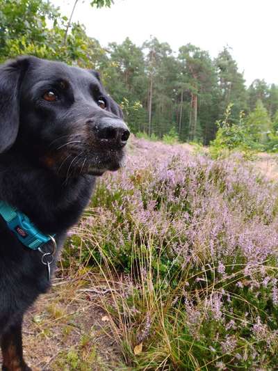 Heide Shooting-Beitrag-Bild