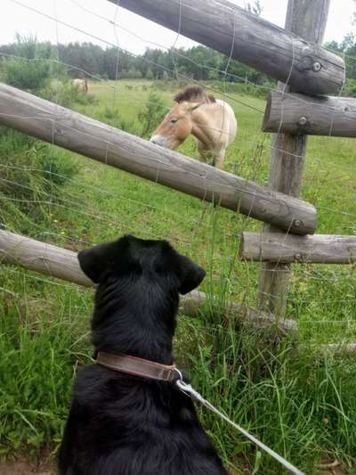 Fotochallenge Nr. 51 "Euer Hund mit anderen Tieren"-Beitrag-Bild