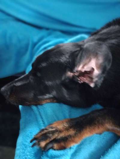 Was können eure Ohren so? ;)-Beitrag-Bild