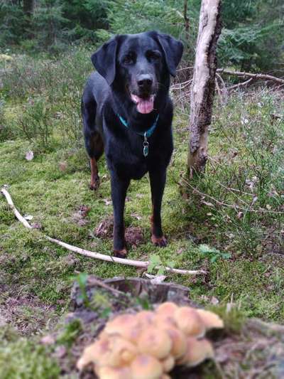 Herdenschutzhunde und Herdi-Mixe-Beitrag-Bild
