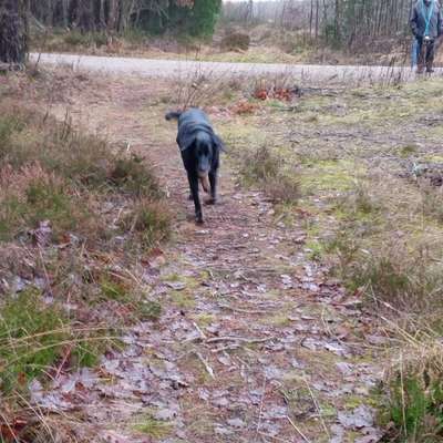 Fotochallenge 66 ~ Rennaction -Zeig deinen Hund im Lauf-Beitrag-Bild