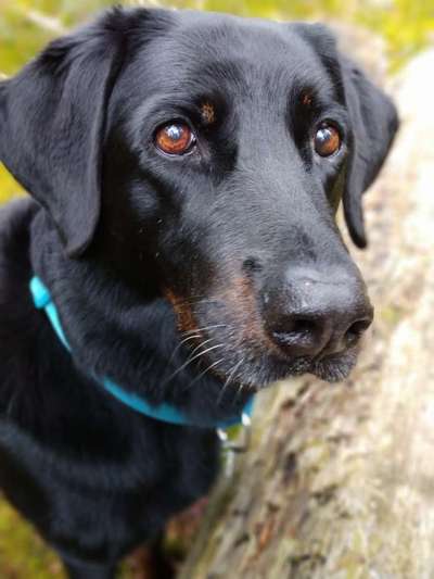 Die Dogorama Kalender Challenge Titelbild-Beitrag-Bild