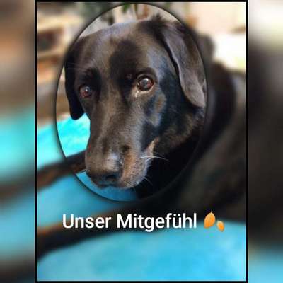 Trauer bei Hunden-Beitrag-Bild