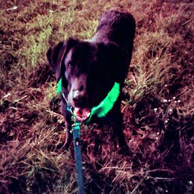 Fotochallenge Nr 55  -  Hund im November--Beitrag-Bild