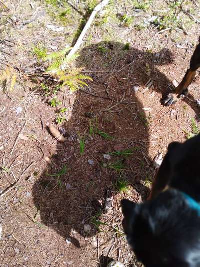 Die Dogorama Kalender Challenge Titelbild-Beitrag-Bild