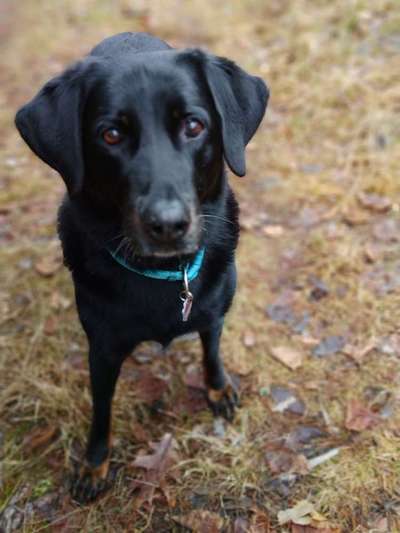 Welchen Hund hast du?-Beitrag-Bild