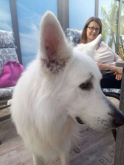 Bester Freund, Hundekumpel - zeigt her!-Beitrag-Bild