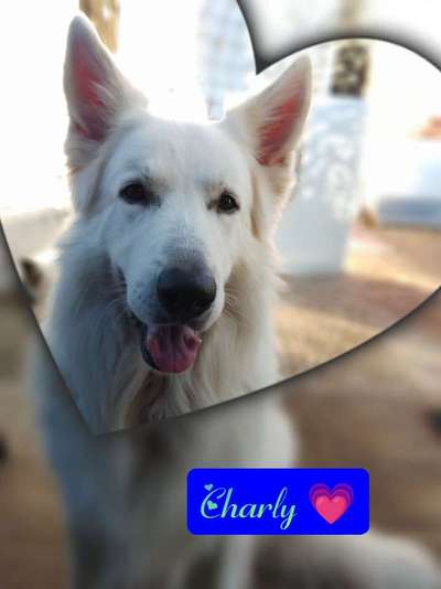 eure Spitznamen für die Vierbeiner-Beitrag-Bild