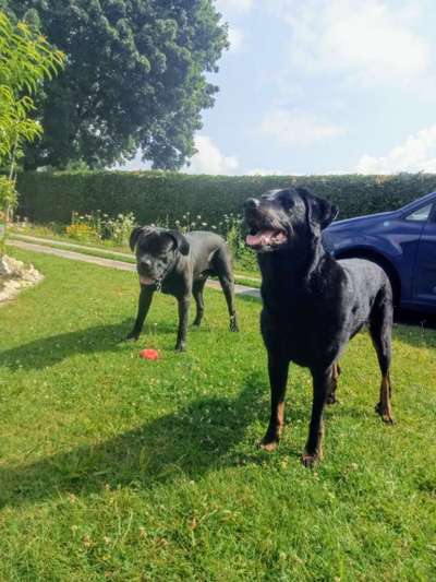 Bester Freund, Hundekumpel - zeigt her!-Beitrag-Bild