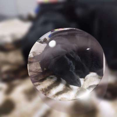 Postet das beste Foto von euren 4 beinern-Beitrag-Bild