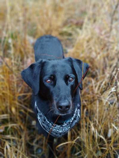 Fotochallenge Nr 55  -  Hund im November--Beitrag-Bild