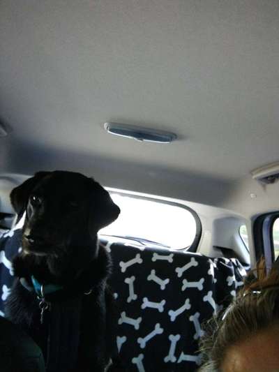 FOTOCHALLENGE 70 - Dein Hund im Auto-Beitrag-Bild