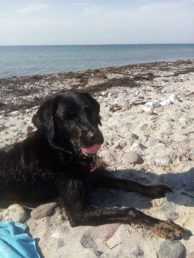 Eure schönsten Urlaubsfotos mit euren Lieblingen auf vier Pfoten-Beitrag-Bild