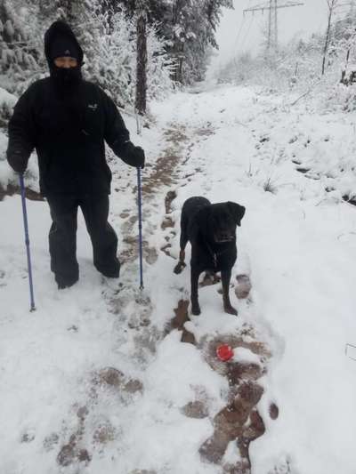 Schneehund-Beitrag-Bild