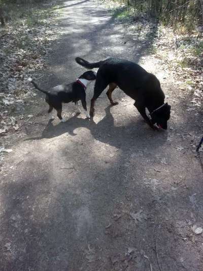 Dogorama Photo Challenge - Die besten Hundebuddys-Beitrag-Bild