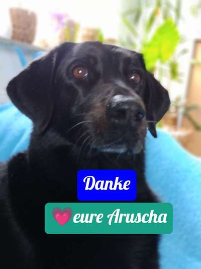 eure Spitznamen für die Vierbeiner-Beitrag-Bild