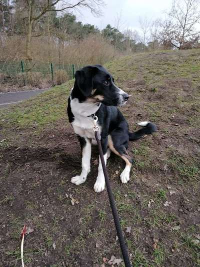 Appenzellerbesitzer gesucht!-Beitrag-Bild