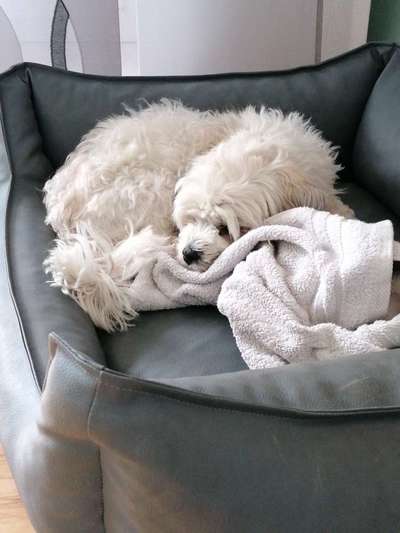 Havaneser dabei?:)-Beitrag-Bild