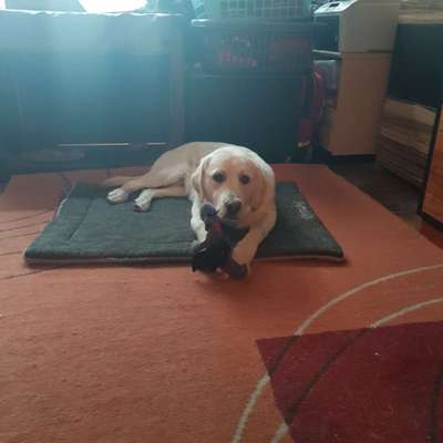 Wo sind die Golden Retriever Liebhaber?-Beitrag-Bild