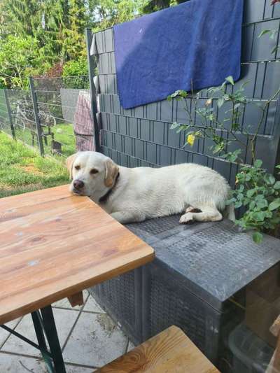 Wo sind die Golden Retriever Liebhaber?-Beitrag-Bild