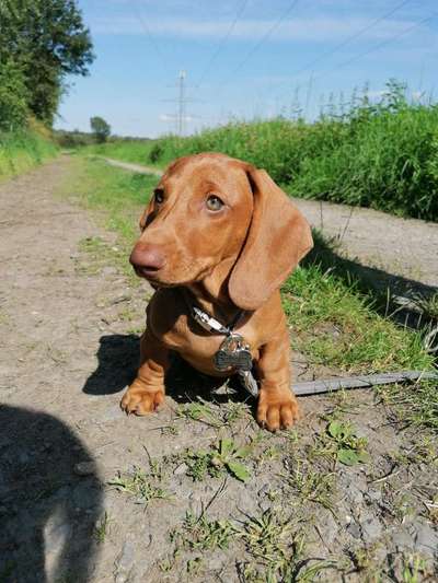 wo sind die Dackelfreunde-Beitrag-Bild