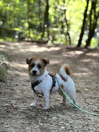 Hundetreffen-Treffen für Kleinhunde-Bild