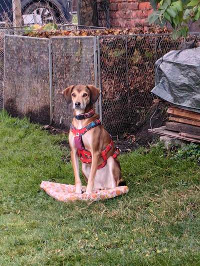 Windhunde - Treffen der besonderen Schönheiten
HERZLICH WILLKOMMEN-Beitrag-Bild