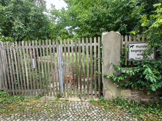 Hundeauslaufgebiet-Hundepark Pößneck-Bild