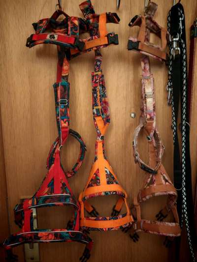 Windhunde - Treffen der besonderen Schönheiten
HERZLICH WILLKOMMEN-Beitrag-Bild