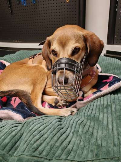 Wie sitzt mein Maulkorb / Maulkorb-Beratung-Beitrag-Bild