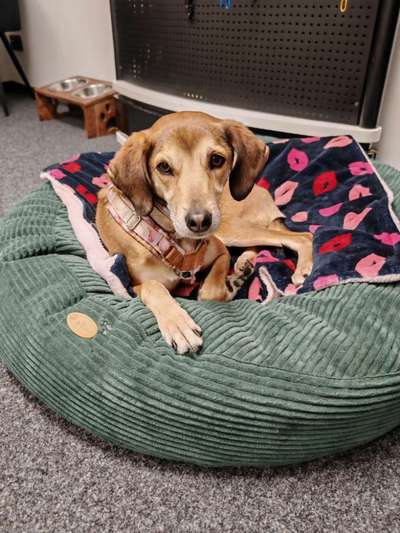 Wie sitzt mein Maulkorb / Maulkorb-Beratung-Beitrag-Bild