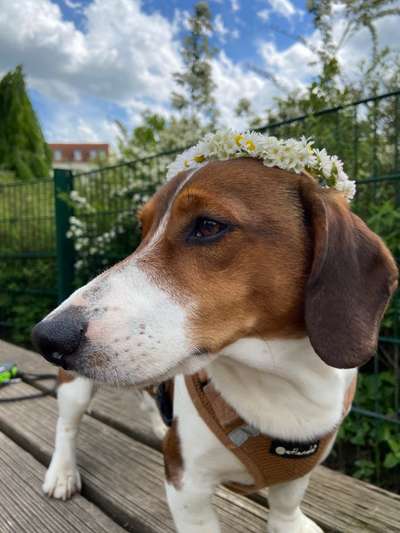 Hundetreffen-Spielrunde / Gassi Runden-Bild