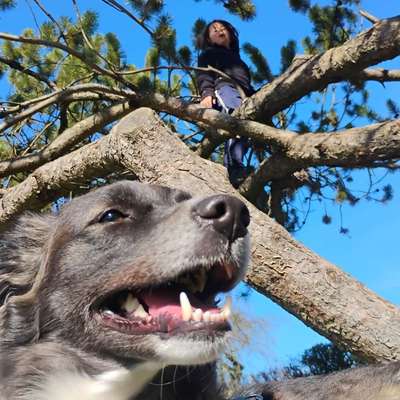 Hundetreffen-Hund u. Menschkontakte (Vertrauensaufbau) gesucht für Spiel u. Gemeinsames Laufen-Bild