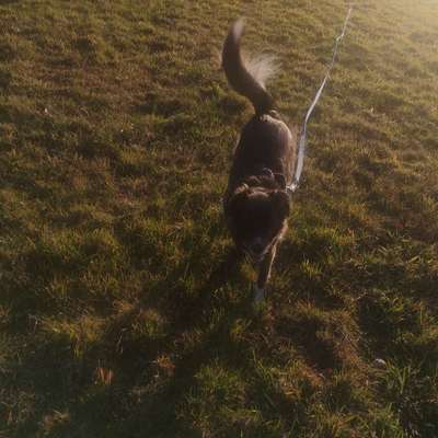 Hundetreffen-Hunde- u. Mensch-Treff für Spiel oder gemeinsames Laufen-Bild