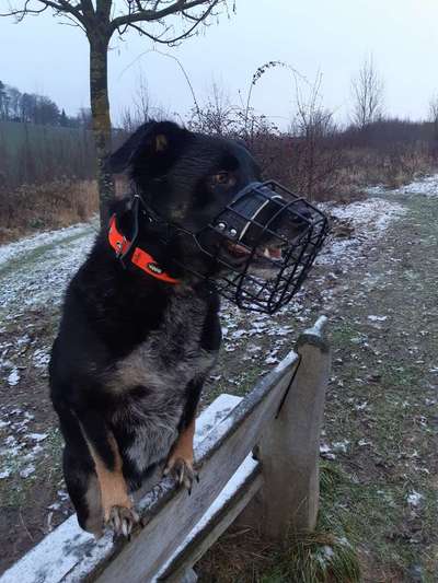 Hundetreffen-Leinengassi im Langenfeld-Bild